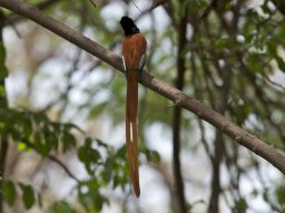 Western_Corridor2009-59